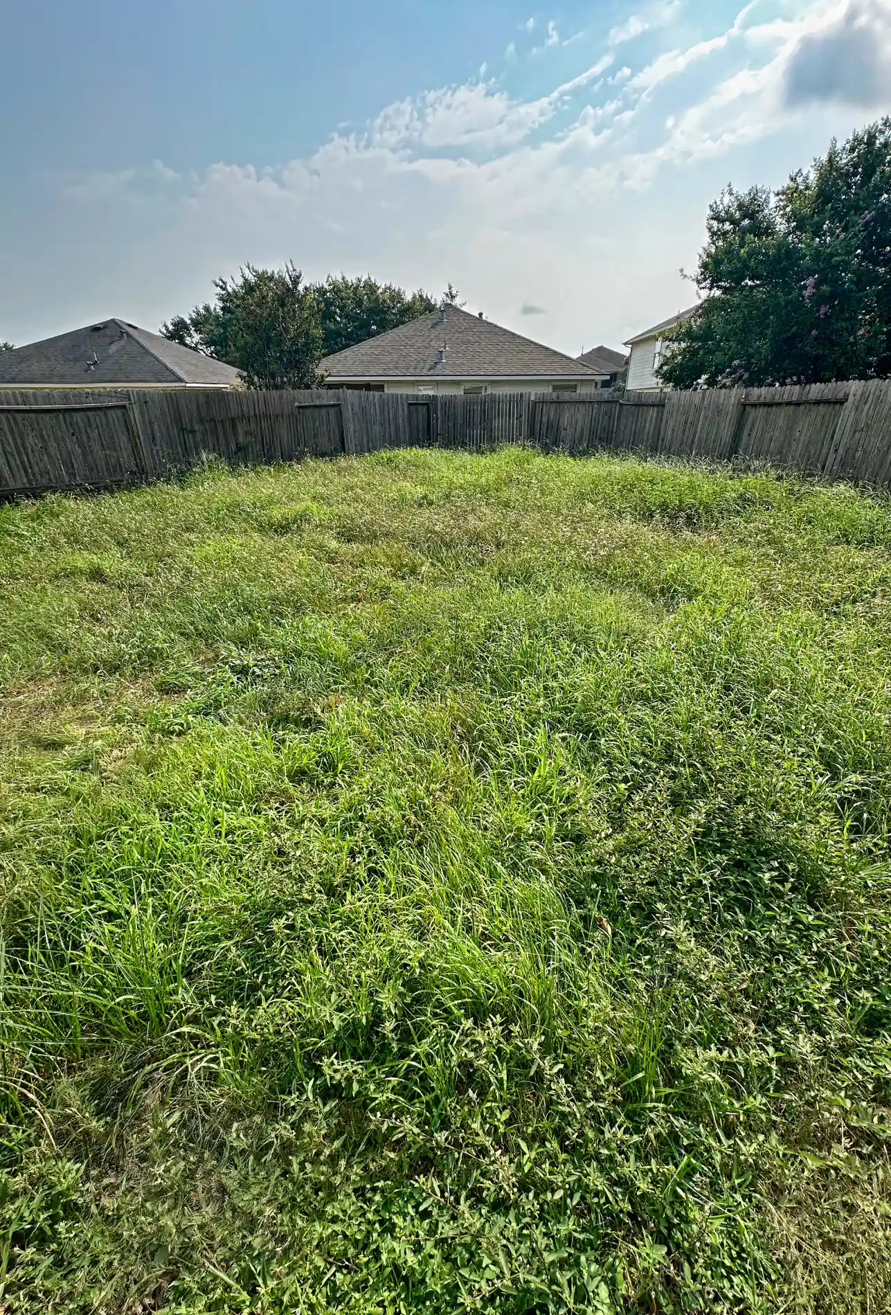 Neglected Lawn