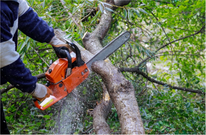 Tree & Arbor Services | Truelove Lawn Care