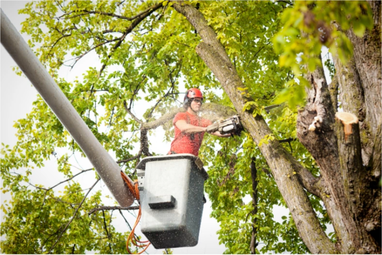 Tree & Arbor Services | Truelove Lawn Care