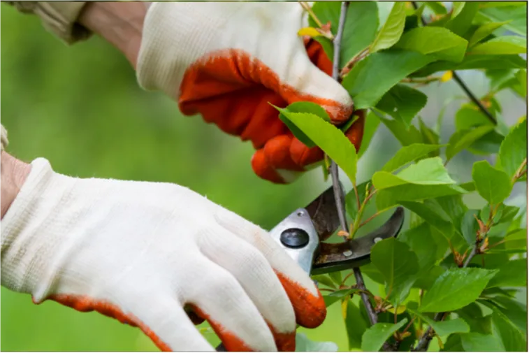 About Truelove Lawn Care